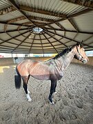 Импортный жеребец