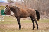 Спокойная, адекватная 