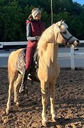 ПОНИ В СПОРТ / РАЗВЕДЕНИЕ