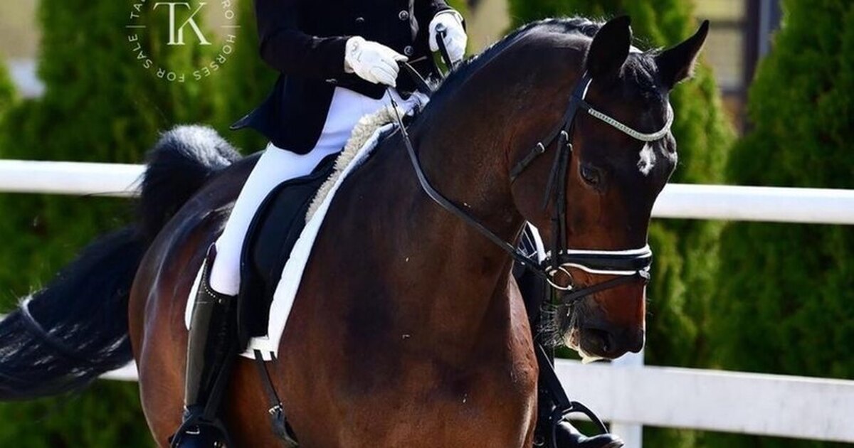 Спорт с головой лошади