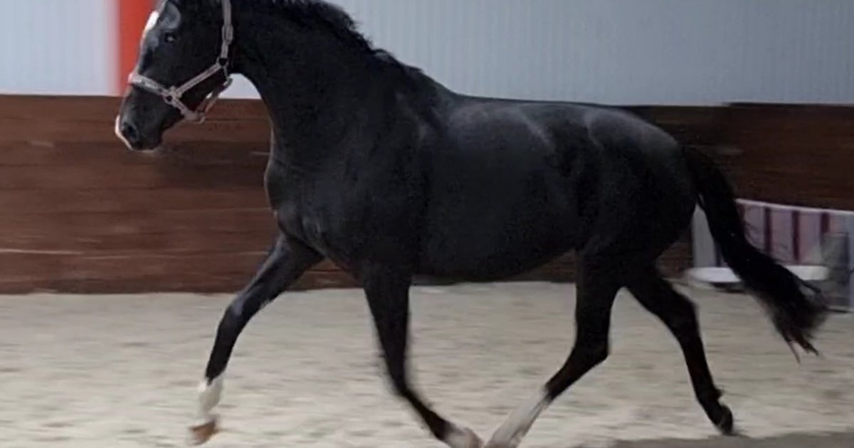 полевая модернизация об 260. полевая модернизация супер конь. оборудование на супер коня 2023. полевая модернизация super conqueror. полевая модернизация супер конь.