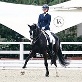 КОБЫЛА KWPN 176 СМ В ХОЛКЕ