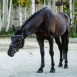 ПОНИ 7 ЛЕТ 145 СМ В ХОЛКЕ