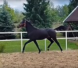 МОЛОДАЯ КОБЫЛКА В СПОРТ