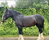 ПРЕКРАСНАЯ КОБЫЛА ШАЙР