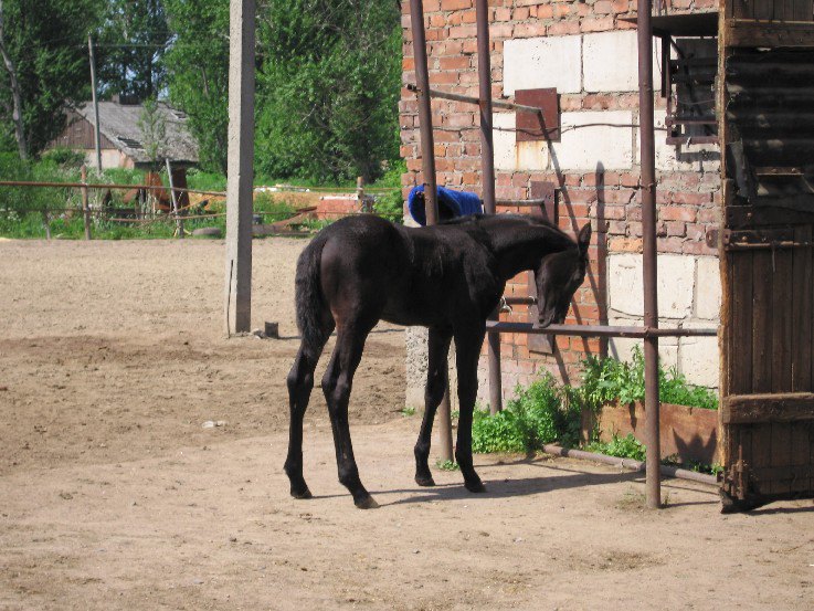 Венин жеребенок