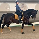 ЛИЦЕНЗИРОВАННЫЙ ЖЕРЕБЕЦ 