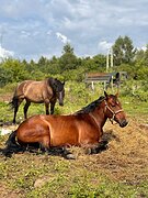 Мерин, полутяж