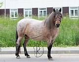 ПРЕКРАСНО КАТАЕТ В ПОЛЯХ