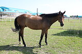 Хайникен