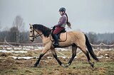 ФЛЕГМАТИЧНЫЙ ПОНИ-КЛАСС 