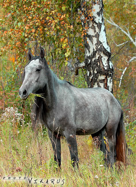 осенний портрет