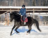 МЕРИН В КОНКУР / ТРОЕБОРЬЕ 
