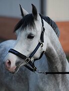 ПОНИ В ДЕТСКИЙ СПОРТ