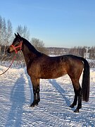 Тракененская кобыла 