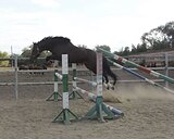 Тракененский жеребец 