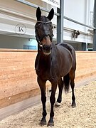 БУДЕННОВСКИЙ МЕРИН 11 ЛЕТ