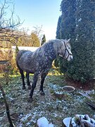 Тяжеловозная помесь 2019 гр