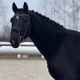 ОРЛОВСКИЙ ЖЕРЕБЕЦ  3 ГОДА 