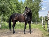 Жерёбая РВП кобыла 