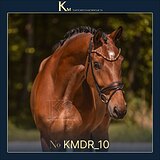 5-летний мерин в выездку