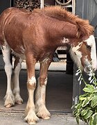 ВНУК ЗНАМЕНИТОГО ТИТАНА • 