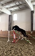 Кобыла 2021 гр в спорт