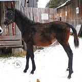 УНИВЕРСАЛЬНЫЙ ЖЕРЕБЕЦ