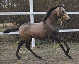 Жеребчик андалузский