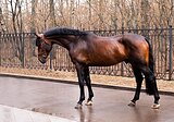 Великолепный 1580