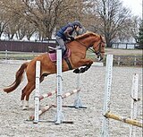 Ганноверский мерин 5 лет 171 