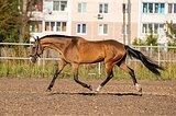 Ахалтекинская кобыла