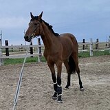 Молодой жеребец в конкур