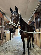 Кобыла от Алькаро!