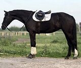 КОБЫЛА В ХОББИ / МАТКИ