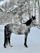 Мерин в пони-классе