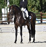 Андалузский жеребец СП