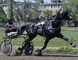 Орловский жеребец