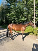 Аренда, любительская выездка 