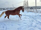 Жеребец 2021