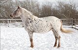 Орлово-алтайская кобыла