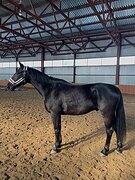 Бельгийский мерин