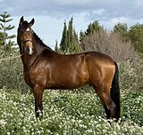 Буланой лузитано - очень кр