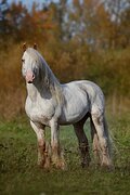 Жеребец 0589