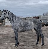 Сильвер Стар