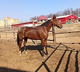 Венгрия Лок