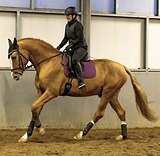 МОЛОДОЙ ВЫСОКИЙ ДОНЧАК