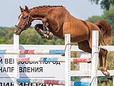 МОЛОДОЙ МЕРИН 