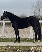 Молодой жеребец в любую дис