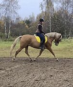 СОЛОВЫЙ В ВЫЕЗДКУ